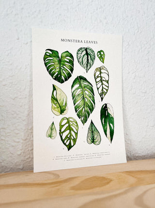 Lámina Hojas de Monstera