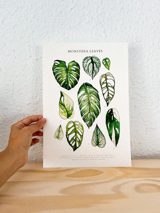 Lámina Hojas de Monstera