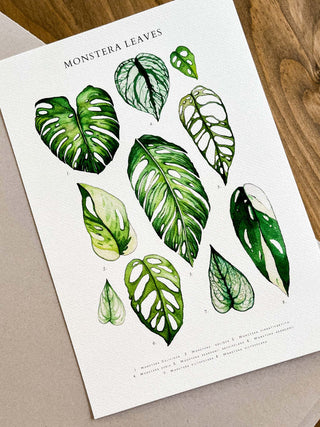 Lámina Hojas de Monstera