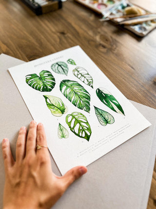 Lámina Hojas de Monstera