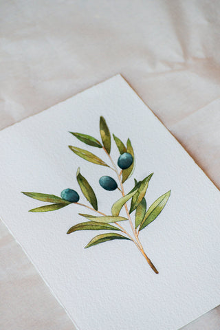 Rama de Olivo🌿