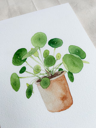 Pilea🌿