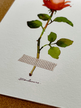 Postal Rosa de Sant Jordi - Cinta