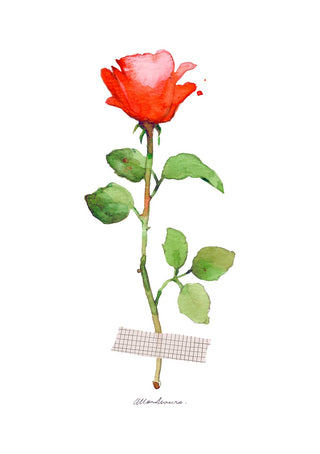 Postal Rosa de Sant Jordi - Cinta
